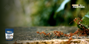 How to prevent ants from entering your home ?